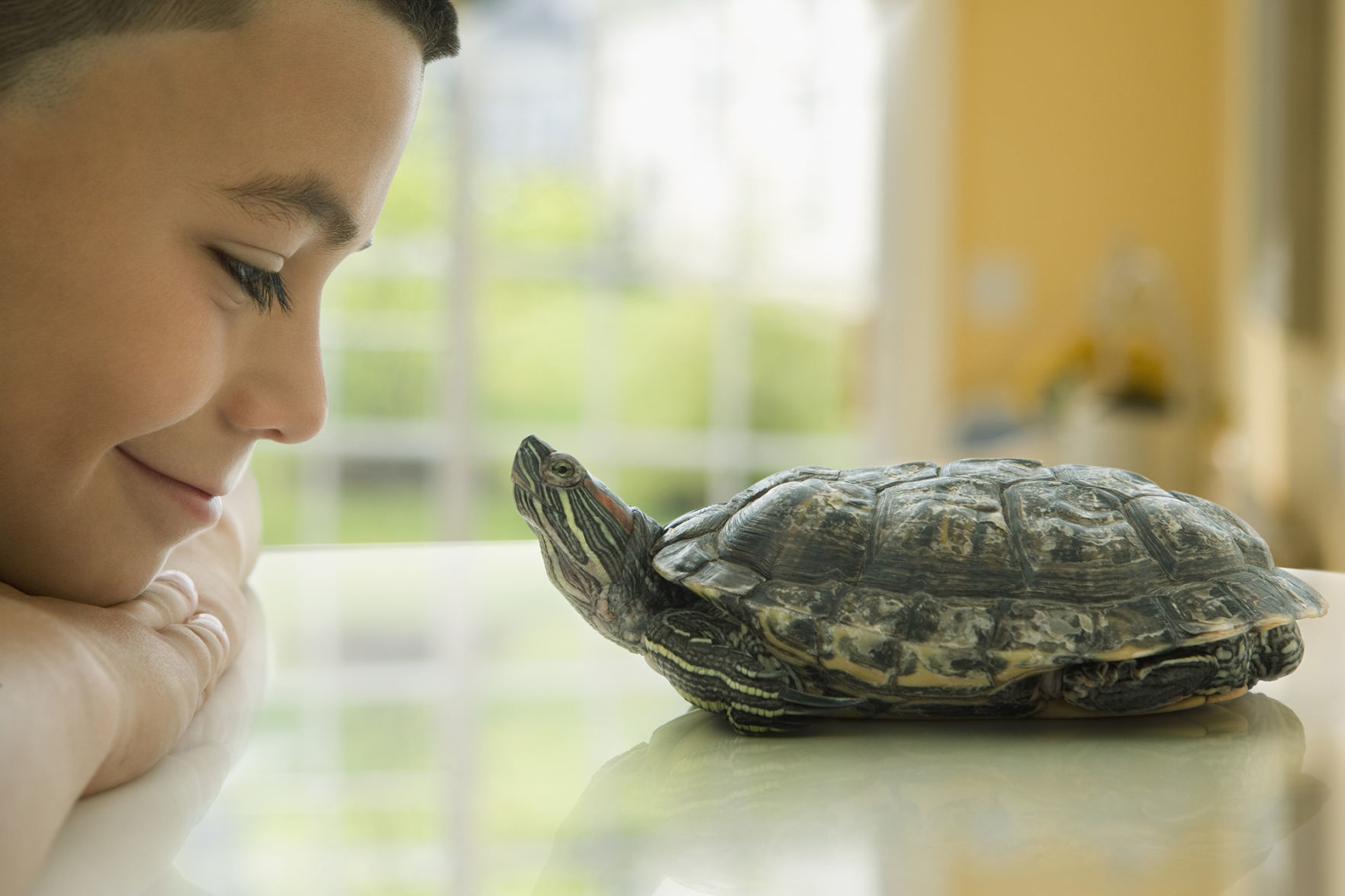Choosing a vet